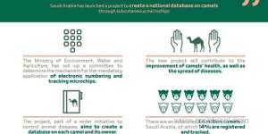 saudi-arabia-to-create-database-for-tracking-camels-via-subcutaneous-implanted-rice-grain-size-microchips_UAE
