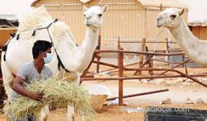 saudi-arabia-won-the-war-against-mers_UAE