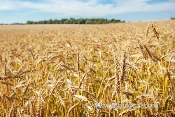 saudi-grains-organization-to-import-1,020,000-tons-of-fodder-barley-saudi