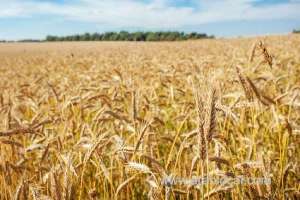 saudi-grains-organization-to-import-1,020,000-tons-of-fodder-barley_UAE