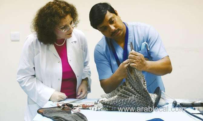saudi-falcons-find-relief-at-abu-dhabi-bird-hospital-saudi