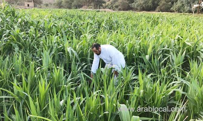 saudi-environment-ministry-celebrates-arab-agriculture-day-saudi