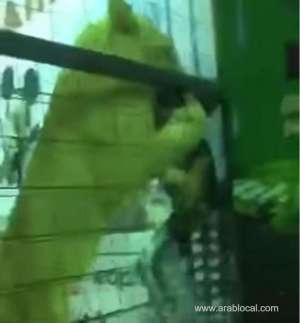 makkah-governorate-stop-jeddah-spring-festival-after-a-cub-attacked-a-girl_UAE