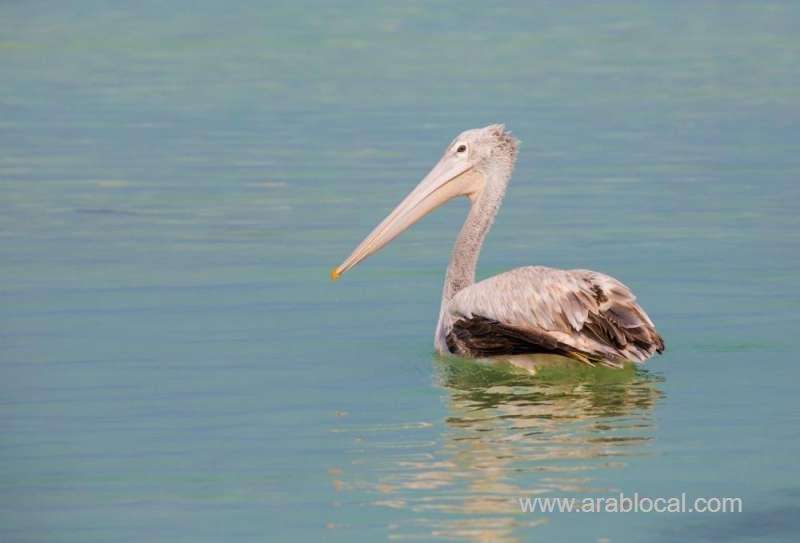 daraka,-a-saudi-island-that-lures-migratory-birds-saudi