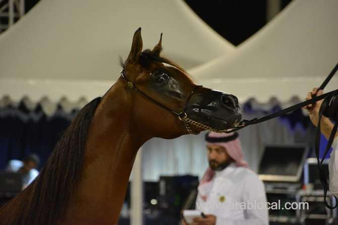 beautiful-horses-trot-through-titles-and-prizes-in-jeddah-arabian-horse-show-saudi
