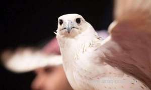 saudi-falconry-festival-draws-to-a-close_UAE