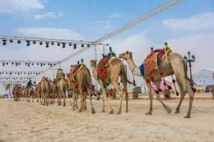 saudi-princess-wins-first-place-in-king-abdul-aziz-camel-festival_UAE