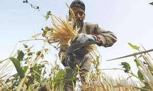 could-lab-grown-meat-be-in-saudi-arabia’s-future_UAE