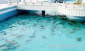 fund-to-support-70-pc-of-fish-farming-projects-in-saudi-arabia_UAE