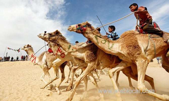saudi-arabia-to-head-world’s-first-camel-organization-saudi