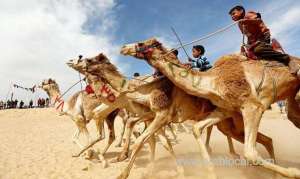 saudi-arabia-to-head-world’s-first-camel-organization_UAE
