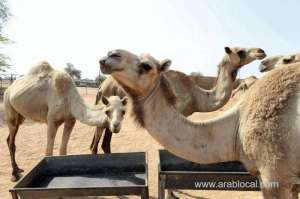 cement-plants-in-ras-al-khaimah-using-camel-dung-as-alternative-fuel_UAE