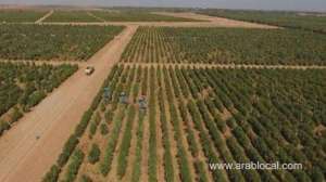 largest-olive-tree-farm-in-saudi-arabia-enters-guinness-world-records_UAE