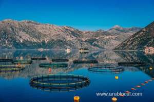norwegian-investors-planning-to-farm-salmon-in-saudi-arabia_UAE