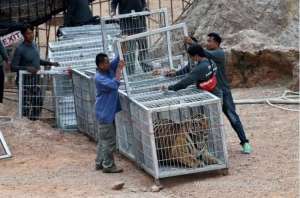 half-of-tigers-rescued-from-thai-temple-have-died_UAE