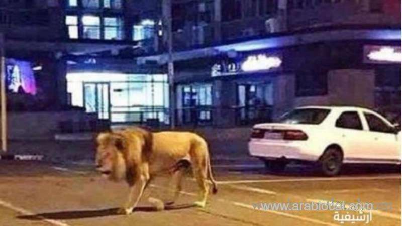 man-arrested-for-walking-a-lion-on-jeddah-road-saudi