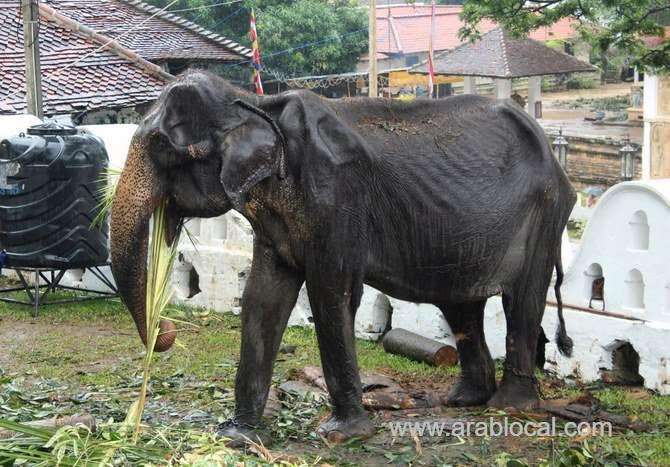 70-year-old-elephant-dies-in-sri-lanka-after-parade-outcry-saudi