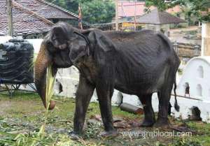 70-year-old-elephant-dies-in-sri-lanka-after-parade-outcry_UAE
