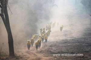 more-than-2-million-animals-perish-in-bolivia-wildfires_UAE