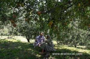 kashmir-crisis-leaves-lucrative-apple-orchards-to-rot_UAE
