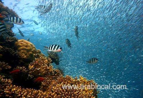 amaala-partners-with-monaco-foundation-to-protect-marine-environment-saudi