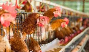 no-cases-of-h5n8-avian-flu-have-been-recorded-in-the-kingdom_saudi