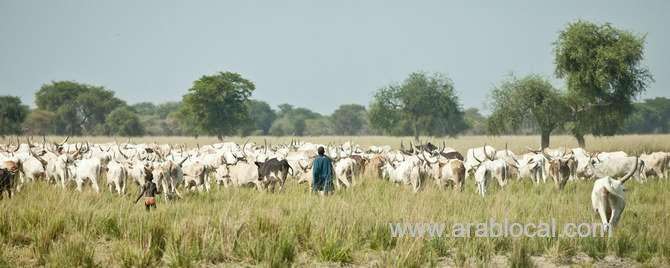 saudi-bans-livestock-imports-from-sudan,-djibouti-over-rvf-fears-saudi