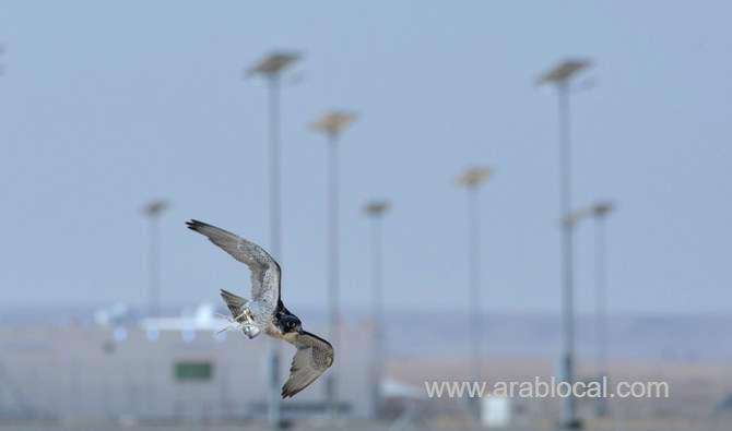 falcons-to-compete-at-king-abdulaziz-falconry-festival-saudi