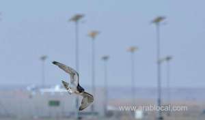 falcons-to-compete-at-king-abdulaziz-falconry-festival_UAE