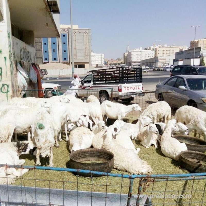 makkah-municipality-supports-cattle-trade-in-al-kakyia-district-saudi