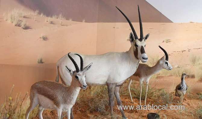 saudi-ministry-fines-animal-welfare-act-violators-saudi