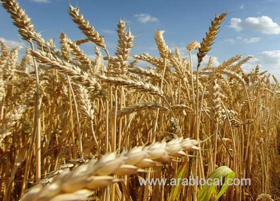 saudi-grains-organization-to-import-545,000-tons-of-wheat-saudi