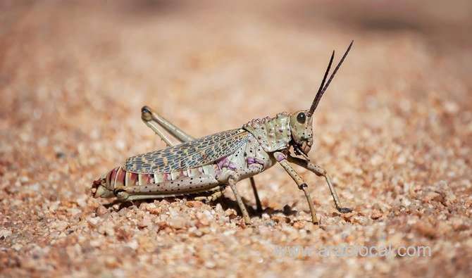 saudi-arabia-continues-to-fight-desert-locust-swarms-saudi
