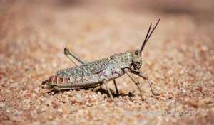 saudi-arabia-continues-to-fight-desert-locust-swarms_UAE
