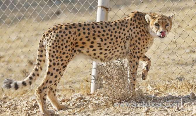 saudi-patrol-catches-yemeni-smugglers-with-cheetahs-saudi