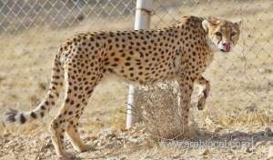 saudi-patrol-catches-yemeni-smugglers-with-cheetahs_UAE