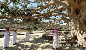 specialists-have-successfully-fixed-a-500yearold-tree-in-the-western-saudi-region-of-asir_UAE