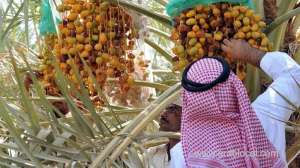 nearly-15-percent-rise-in-value-of-saudi-date-exports-in-2019_UAE