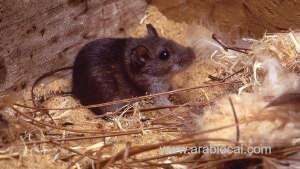 now-it-is-hantavirus-in-china-as-coronavirus-slows-down-in-china_UAE