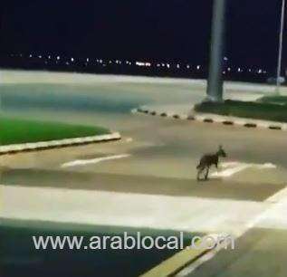 wild-wolf-was-spotting-at-the-bisha-airport-saudi