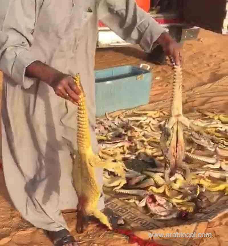 saudi-man-arrested-for-decimating-dozens-of-desert-lizards-saudi