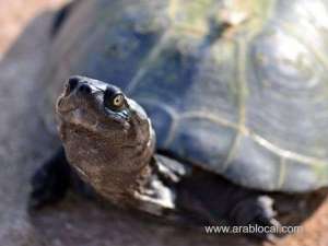group-of-people-have-been-arrested-for-molesting-turtles-on-amlaj-beach_UAE