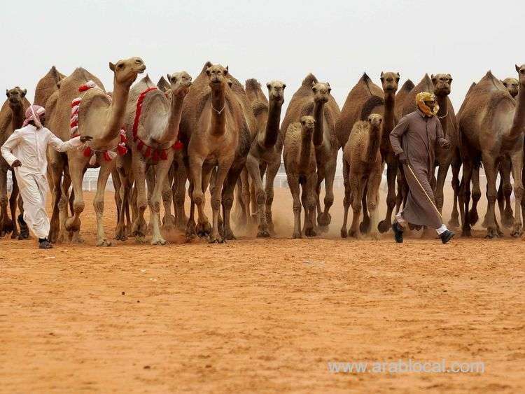 major-saudi-camel-event-to-begin-december-1-saudi