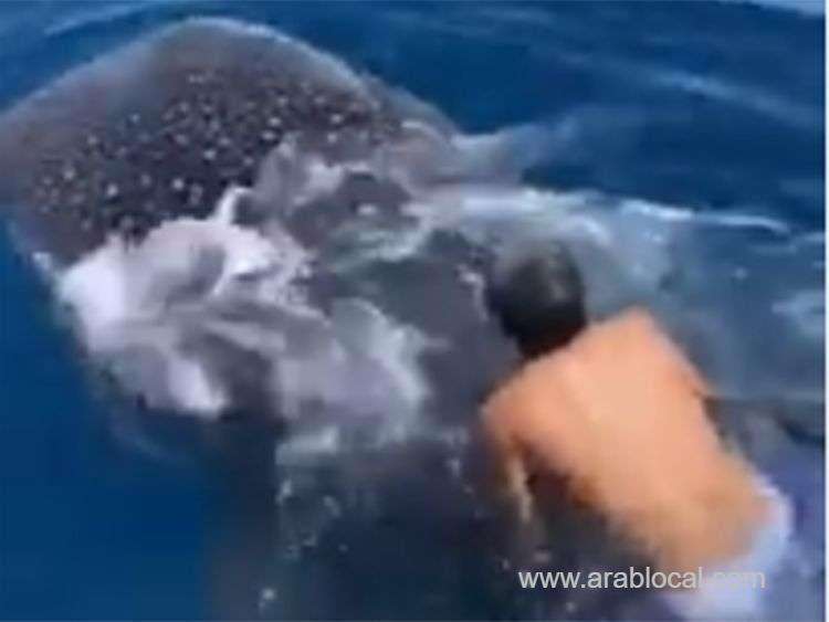 saudi-man-takes-a-ride-on-the-back-of-whale-shark-saudi