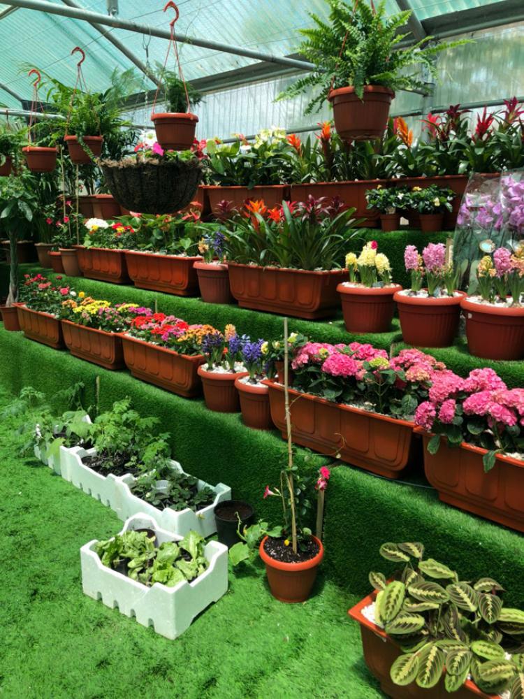Prince Sultan launches 14th Taif Rose Festival at Al Ruddaf recreation park